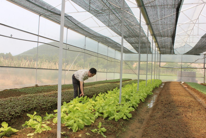 Ưu và nhược điểm của cách làm nhà kính trồng rau là gì