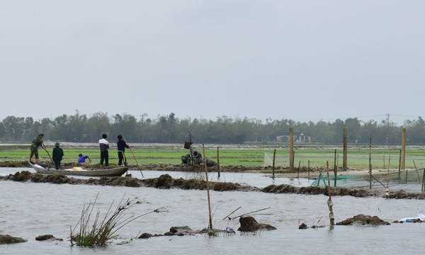 Tuyến đê bao tại xã Phong Chương có nguy cơ bị vỡ sẽ làm ngập nhiều ha lúa đang phát triển tốt
